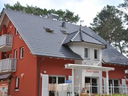 Foto: Knurrhahn